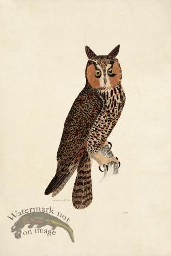 KO 15 Long-eared Owl